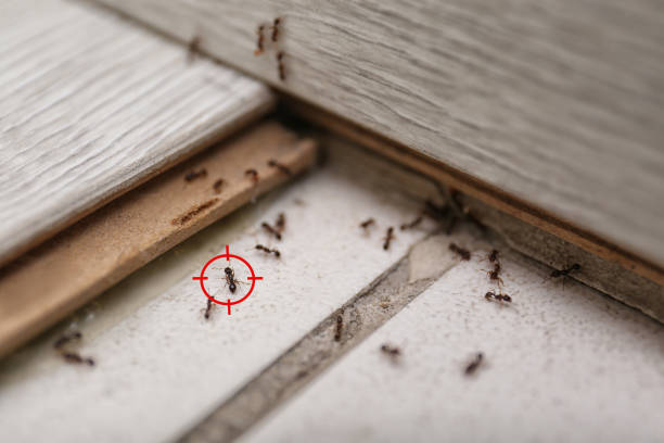 Best Exterminator Services  in Prospect Heights, IL