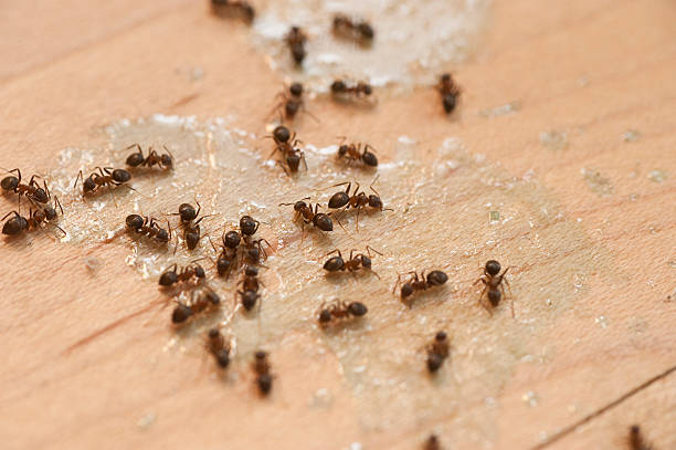 Best Affordable Pest Control Services  in Prospect Heights, IL