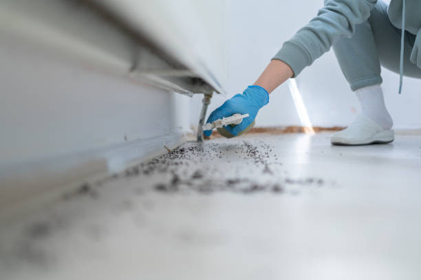 Best Affordable Pest Control Services  in Prospect Heights, IL
